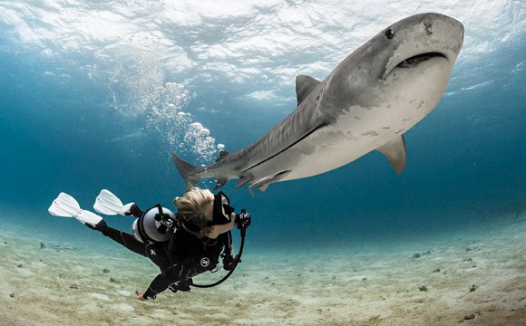 Julie Andersen diving with sharks