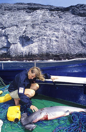 scuba diver Sandra Bessudo with an injured shark