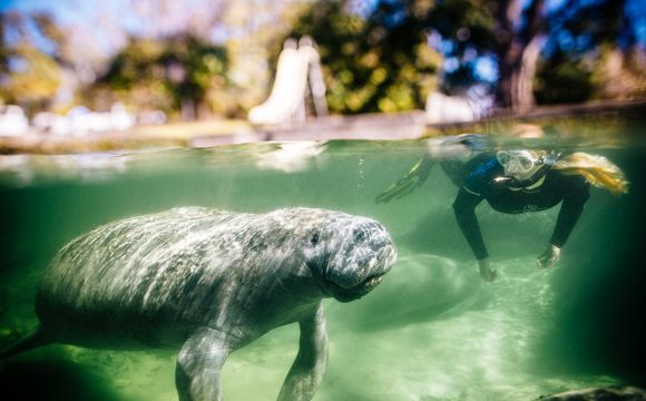 Stephanie Arne scuba diving near manatee