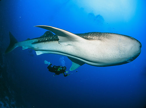 scuba diver with a whale shark
