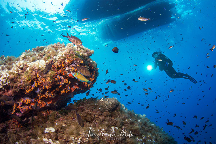 scuba diver diving near fish and a boat