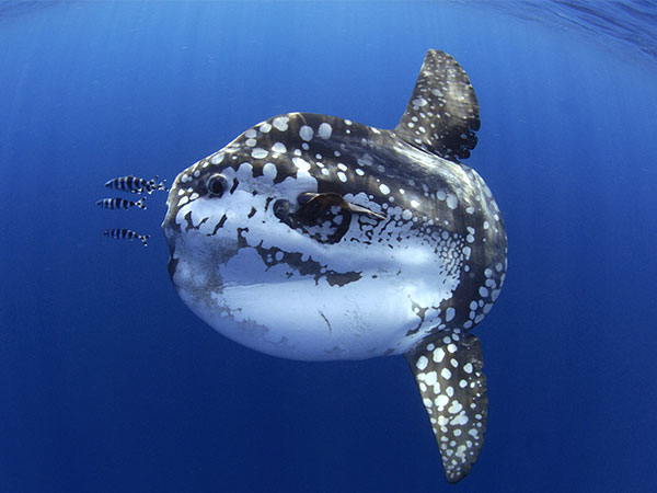 underwater photography of marine life