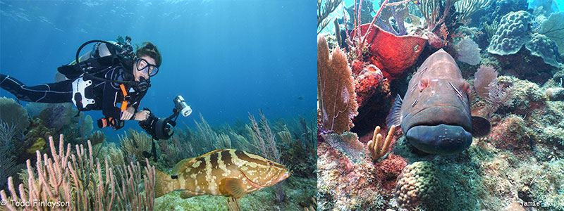 Cuba Grouper