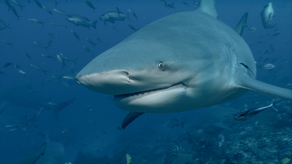 photo of a shark