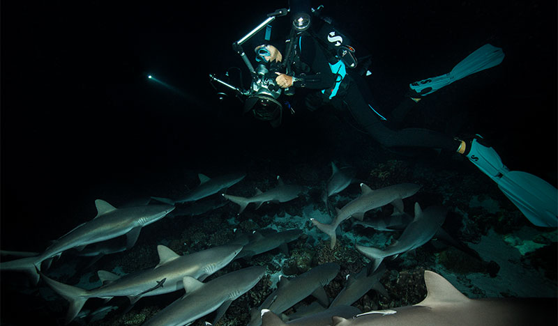a scuba diver diving at night with sharks