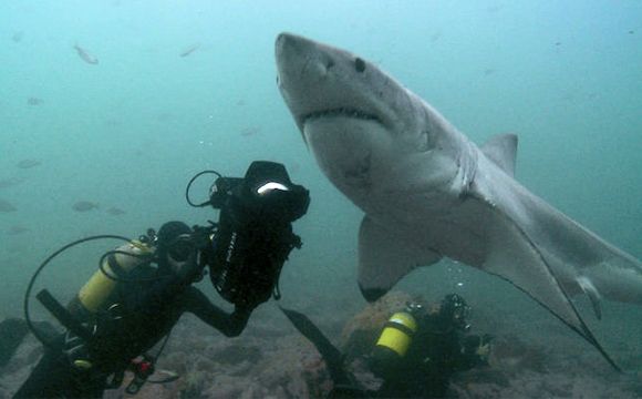 Paul Wildman with sharks