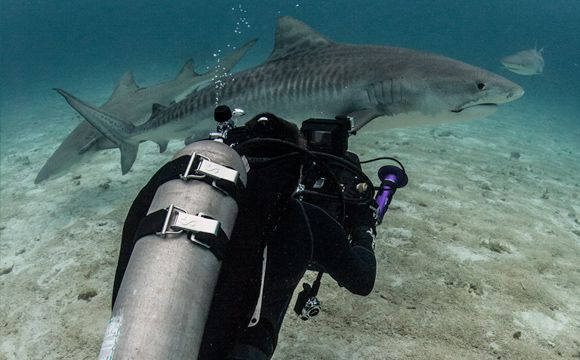 Paul Wildman diving with sharks