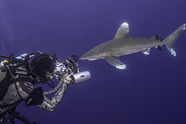 Tobias Friedrich diving with shark