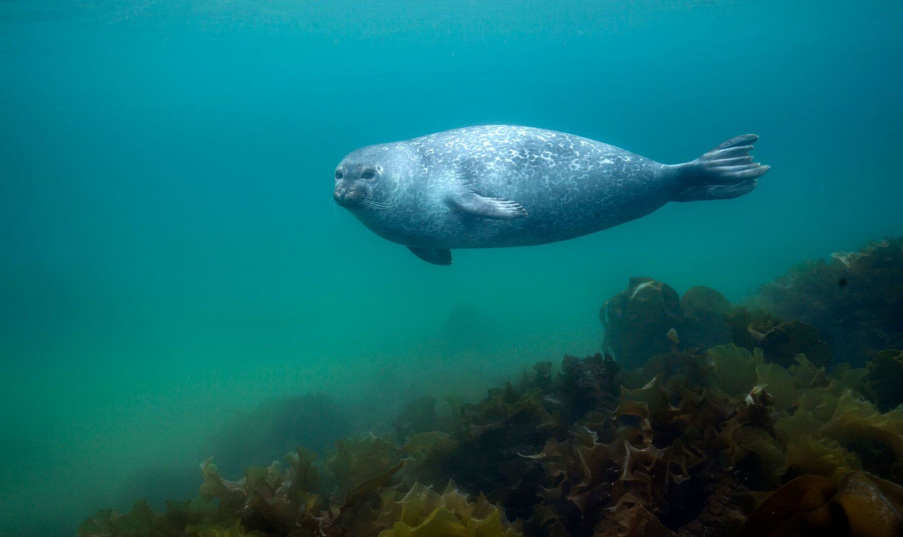 Arctic Harbor Seal