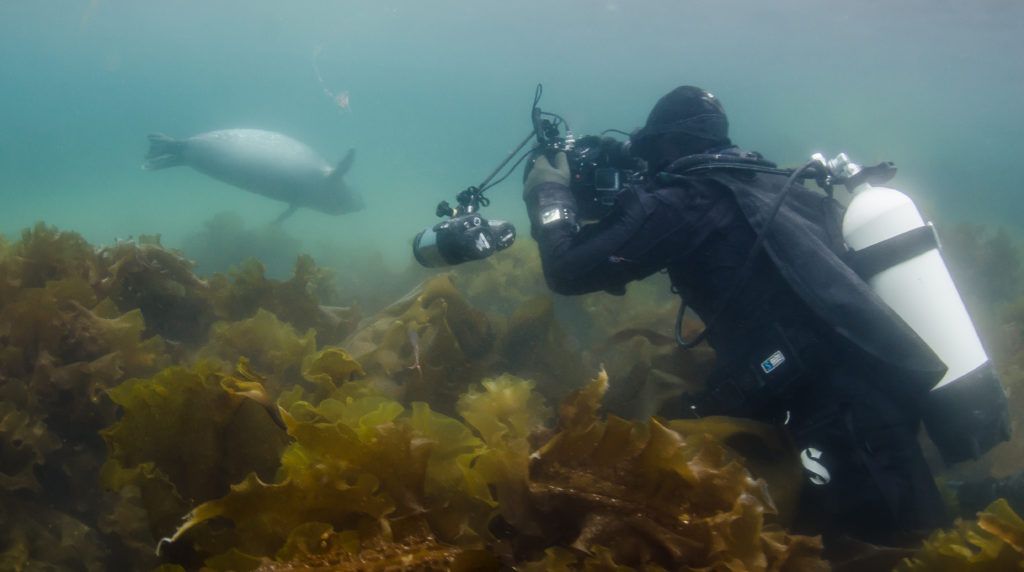 Diving with seal