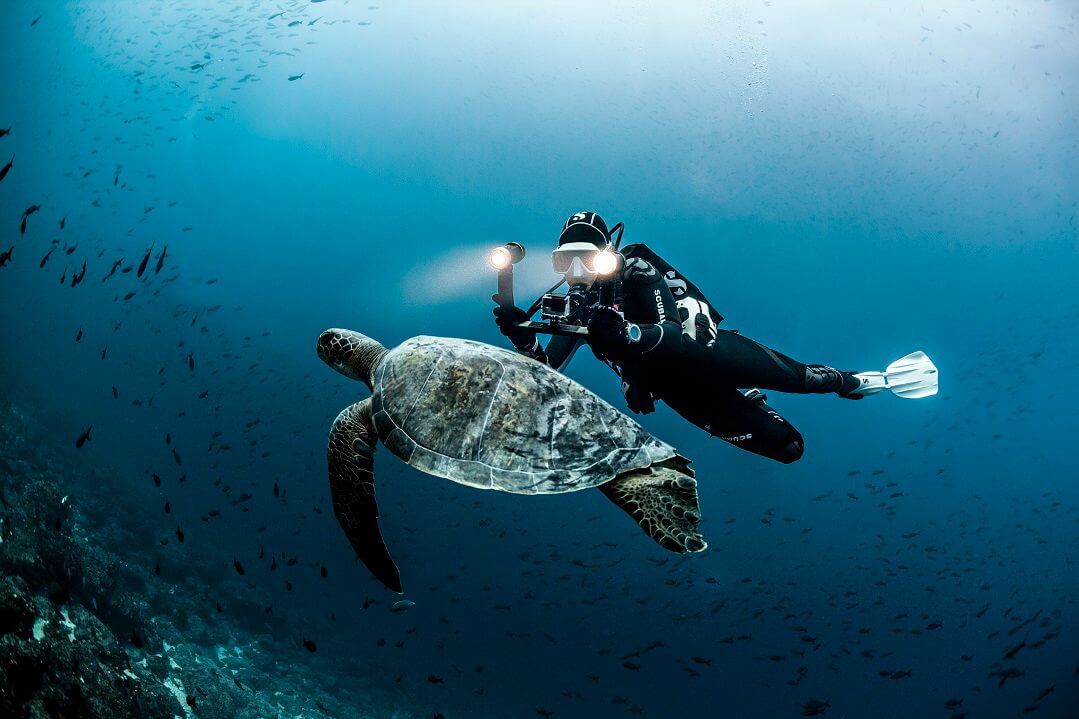 Woman diving in a semi-dry wetsuit with a turtle