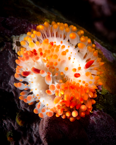 orange sea creature