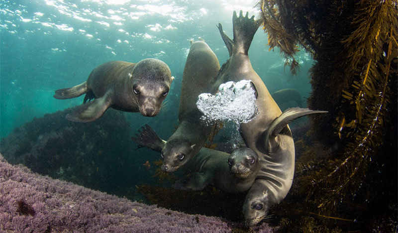 a group of sea lions in a kelp forest on a scuba dive