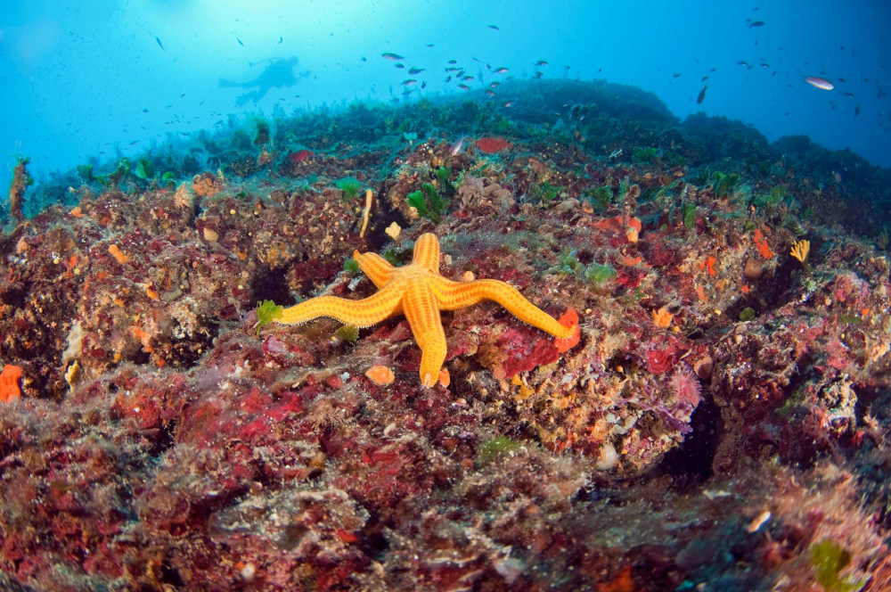 SOTTOLONDA DIVING CENTER