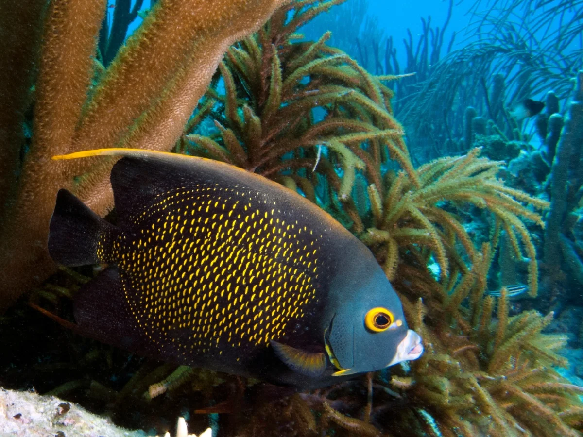 Fish underwater scuba diving at 1000 Steps, Bonaire