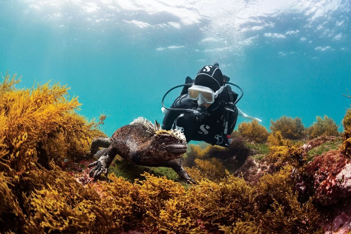 Darwin's Arch, Galapagos Scuba Diver