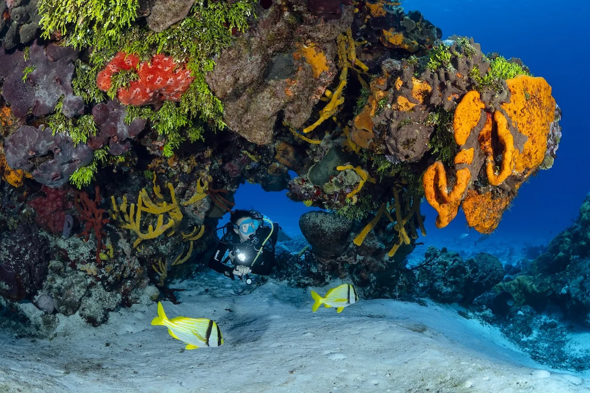 Scuba diver diving Santa Rosa Wall, Cozumel