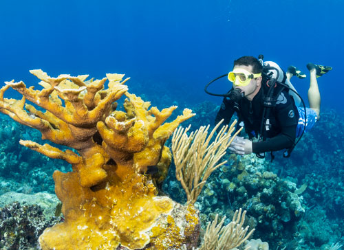 Underwater diver by yellow coral