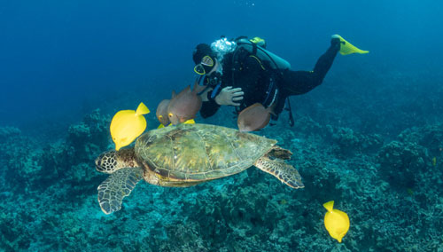 Underwater diver with sea turtle and fish