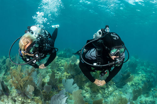 Underwater divers wearing Everflex YULEX Dive Steamers