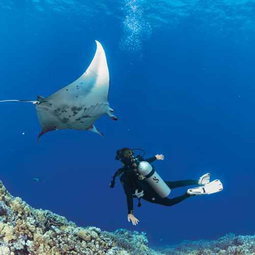 Underwater diver looking at a manta ray