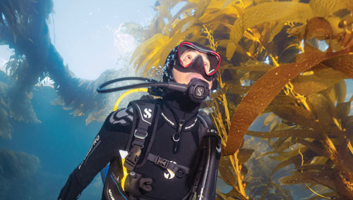 Diver looking at underwater plant life