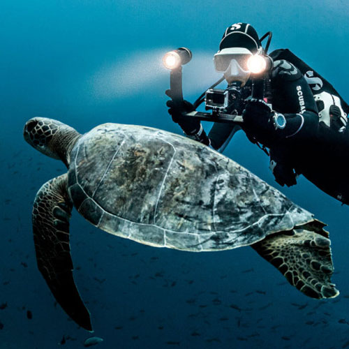 Diver underwater swimming by a large turtle