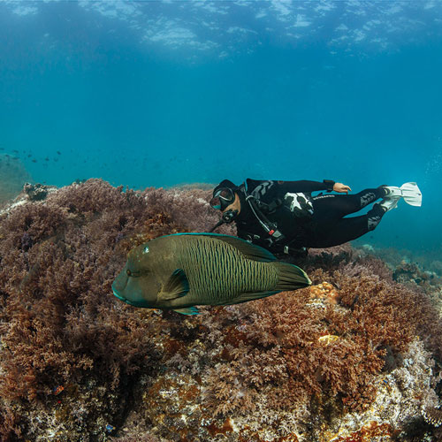 Diver in SCUBAPRO gear swimming along side a large fish