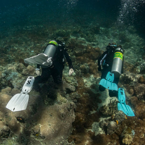 Two divers swimming along the rocky ocean floor