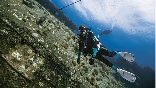 Woman diver underwater exploring a shipwreck