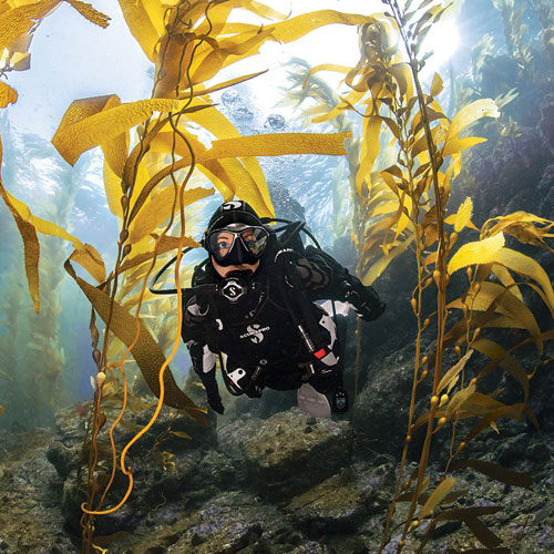 Diver swimming through kelp in a SCUBAPRO Exodry drysuit