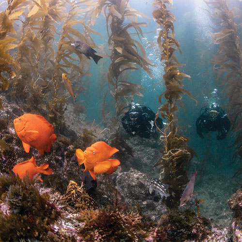 Two divers in SCUBAPRO gear swimming through a kelp forest