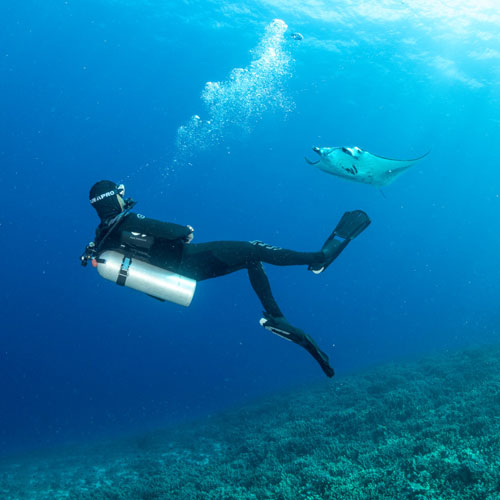 Diver underwater swimming near a manta ray