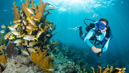 Woman diver underwater looking at a school of fish in coral