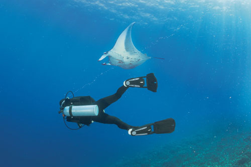 Diver underwater near a manta ray