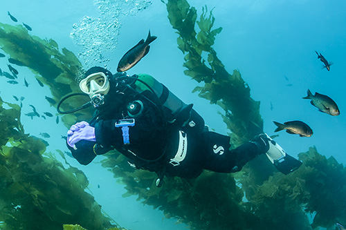 Can be worn with either dry glove system