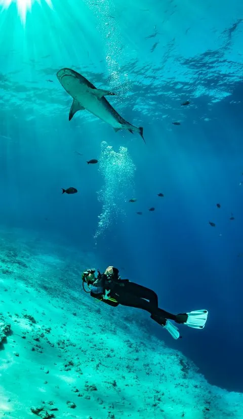 Scuba diver swimming underwater alongside a shark.