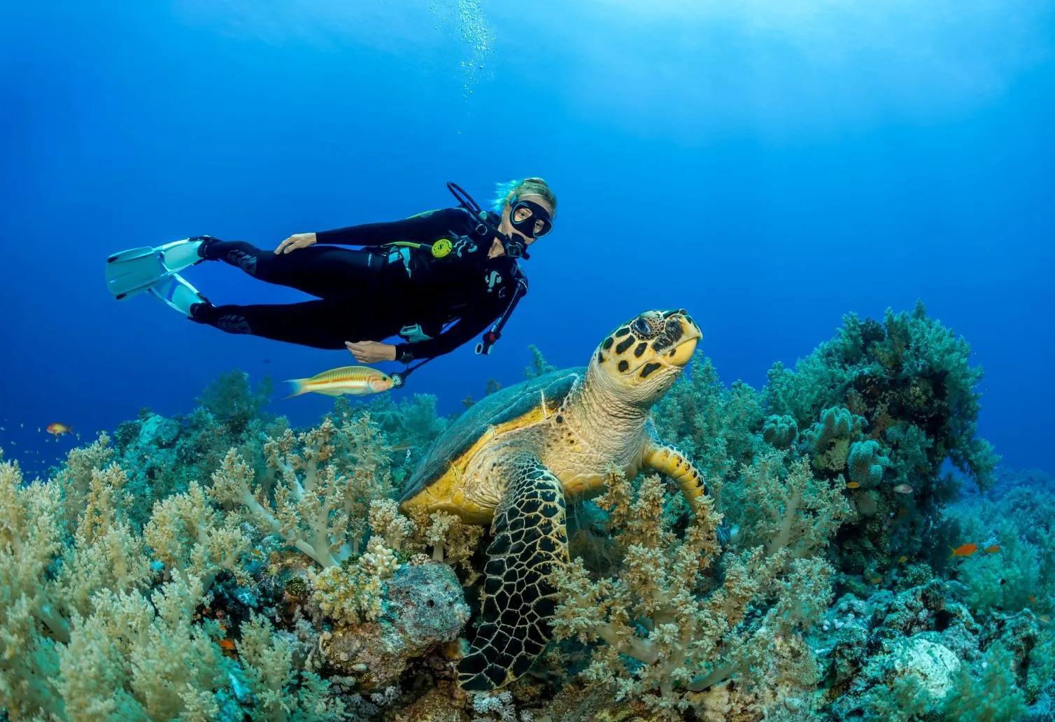 Scuba diver swimming above a coral reef alongside a sea turtle in clear blue water while wearing SCUBAPRO diving equipment.