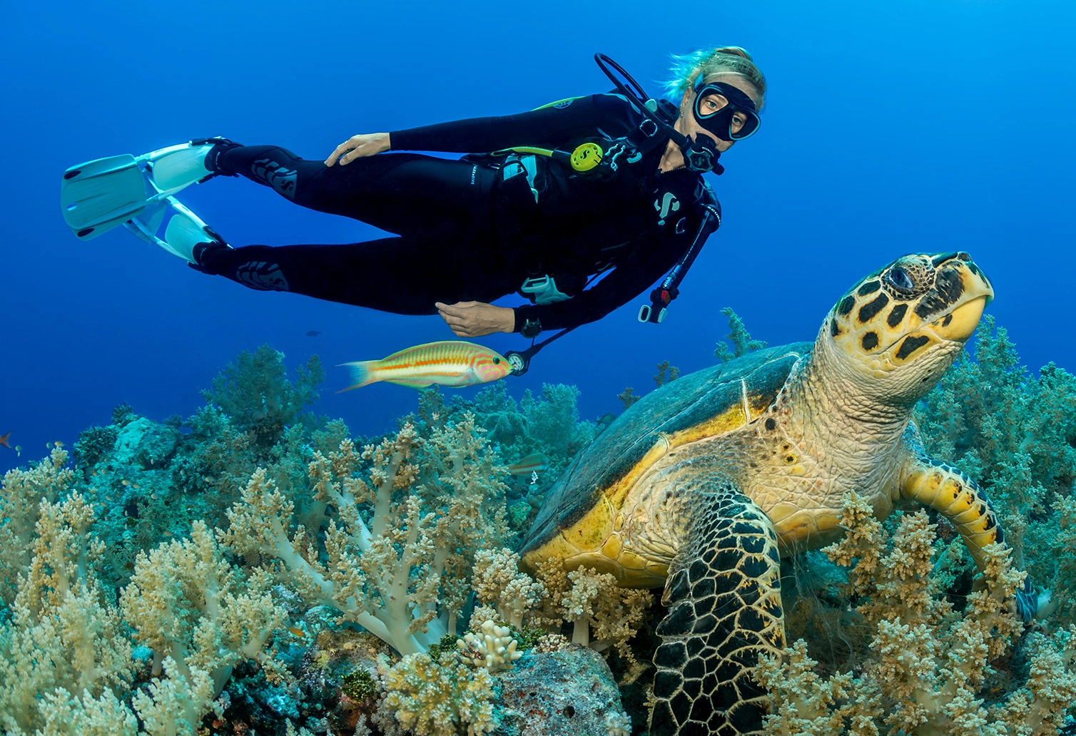 Diver wearing the SCUBAPRO Hydros Pro 2 buoyancy compensator swimming above a coral reef and sea turtle.