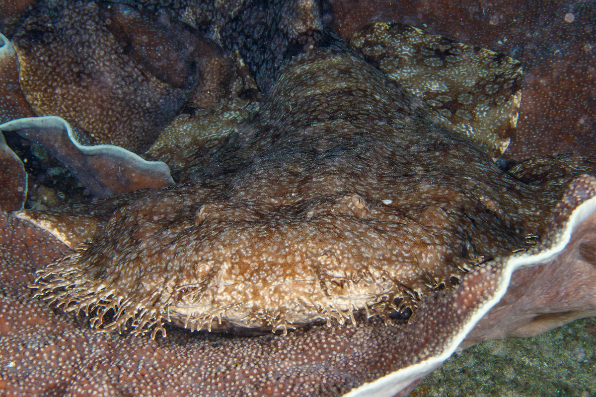 Tiburón alfombra wobbegong camuflado descansando sobre un arrecife de coral