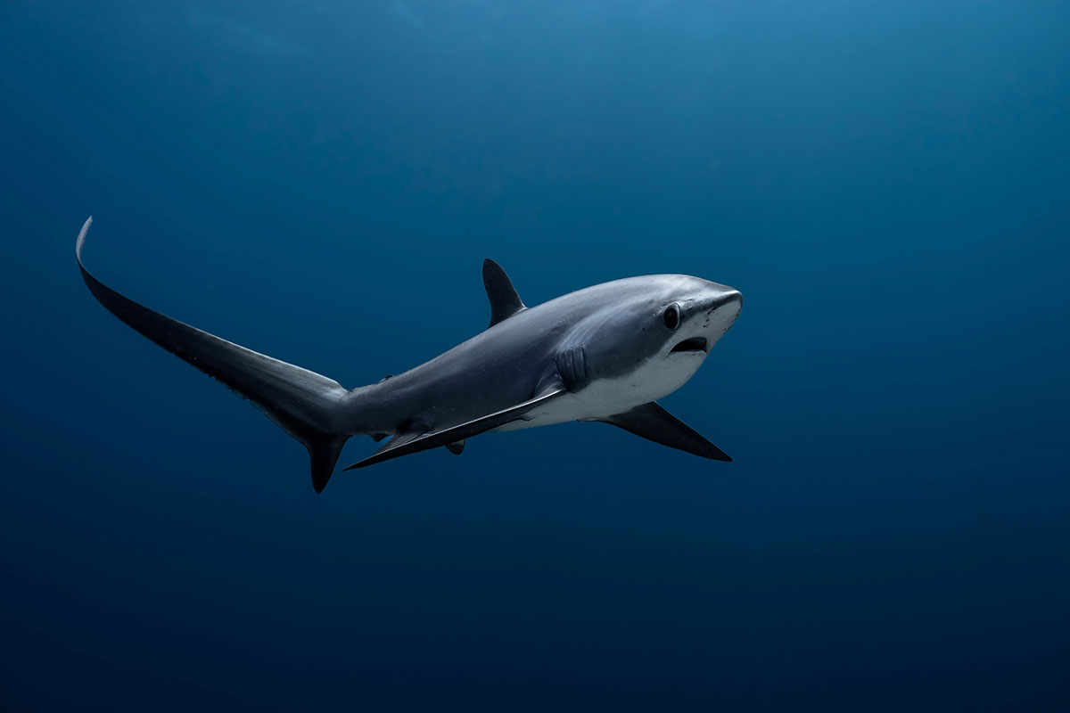 Tiburón zorro nadando en aguas azules abiertas