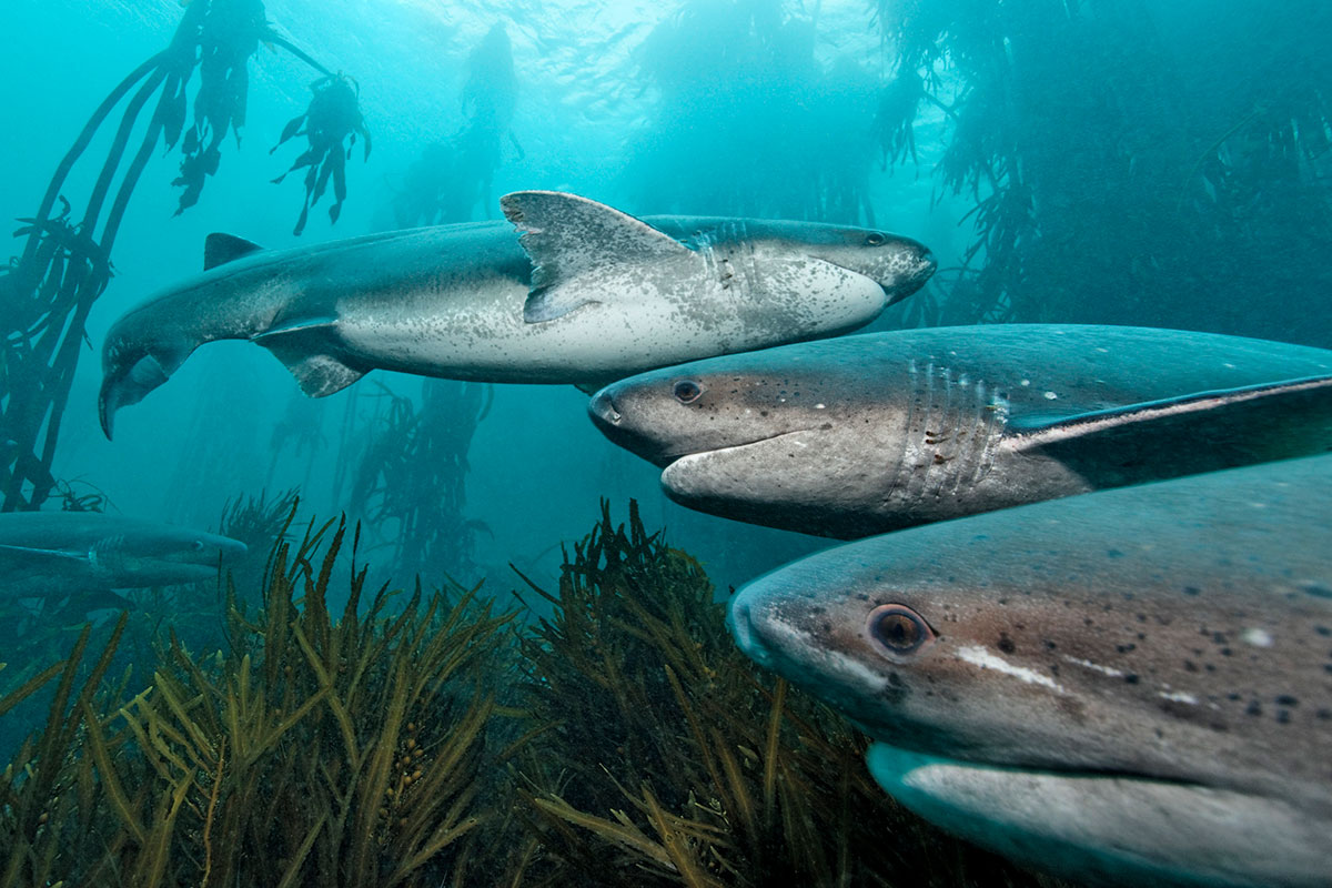Tiburones de siete branquias de hocico ancho nadando entre un bosque de algas