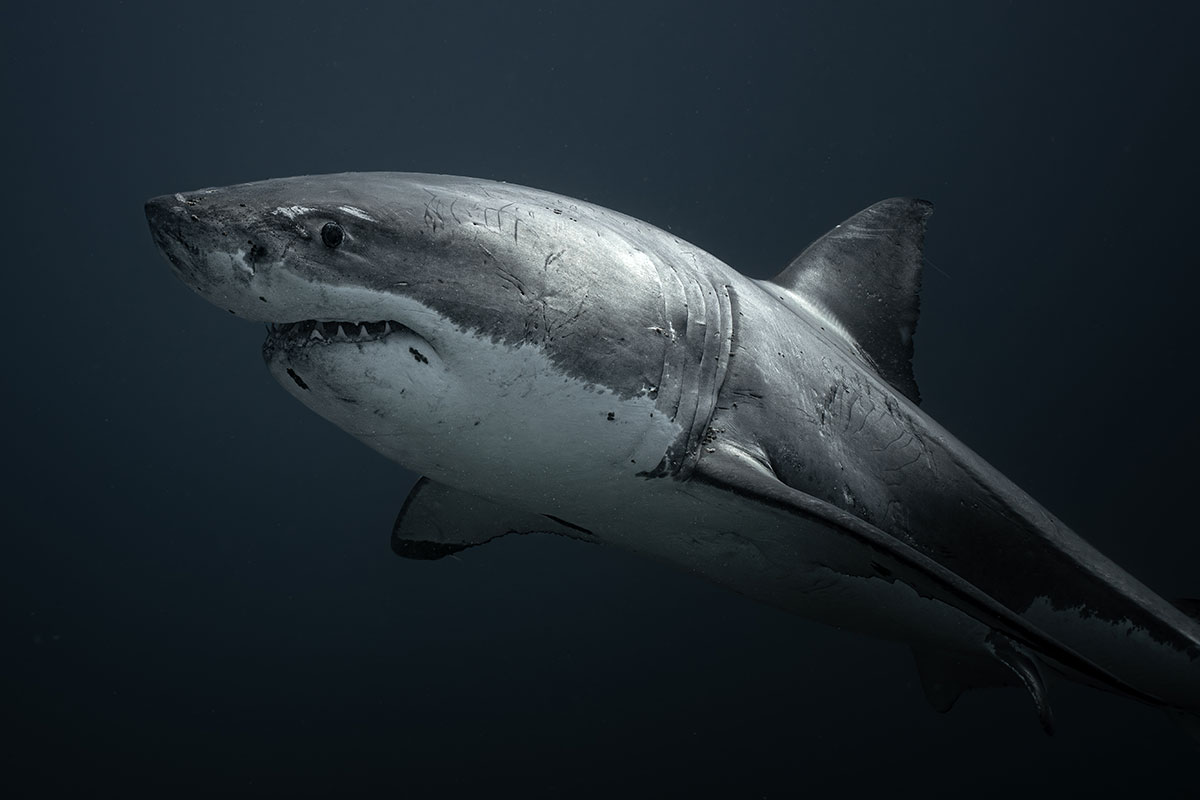 Gran tiburón blanco nadando en aguas profundas de color azul oscuro