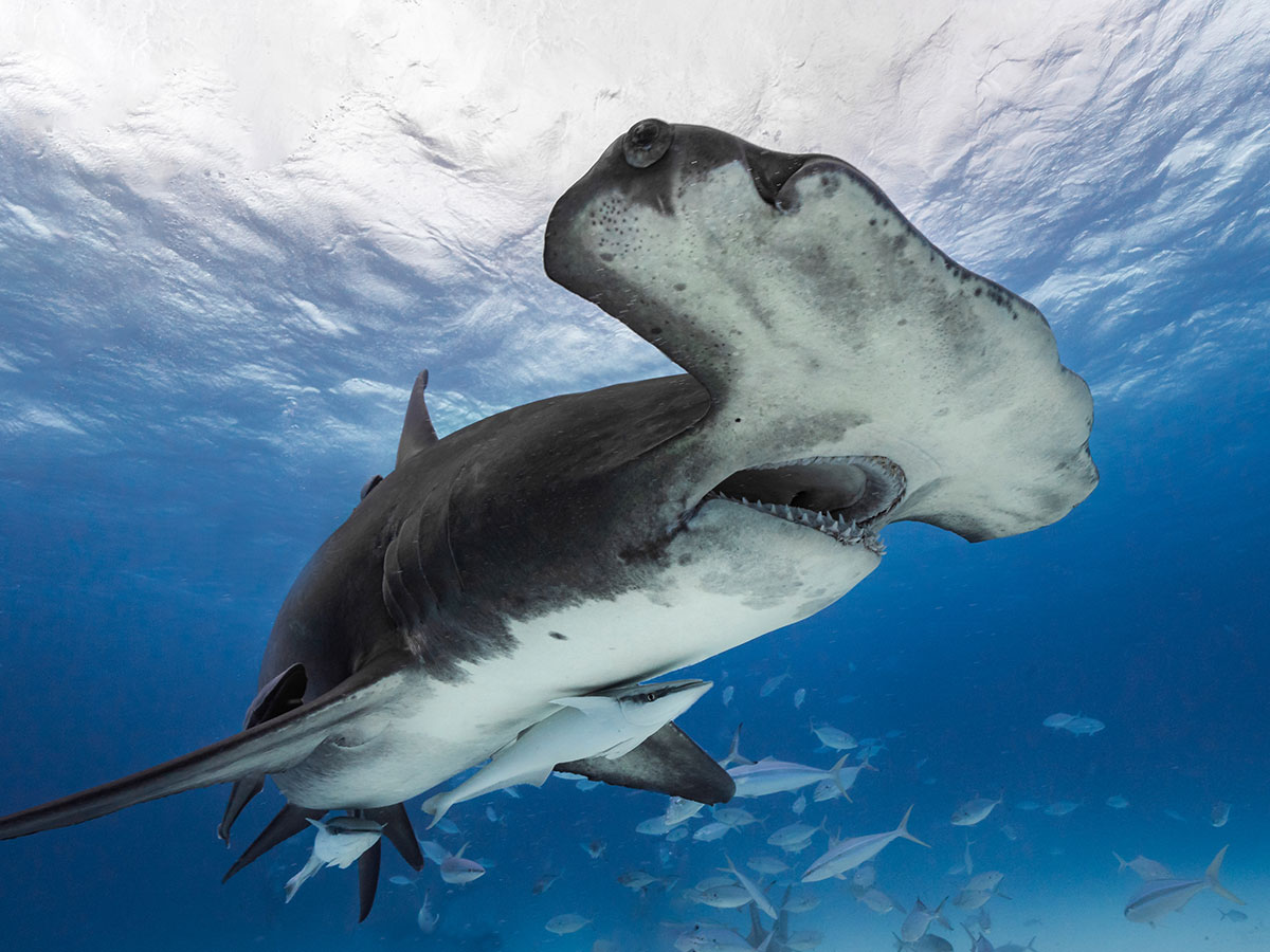 Tiburón martillo gigante nadando bajo el agua