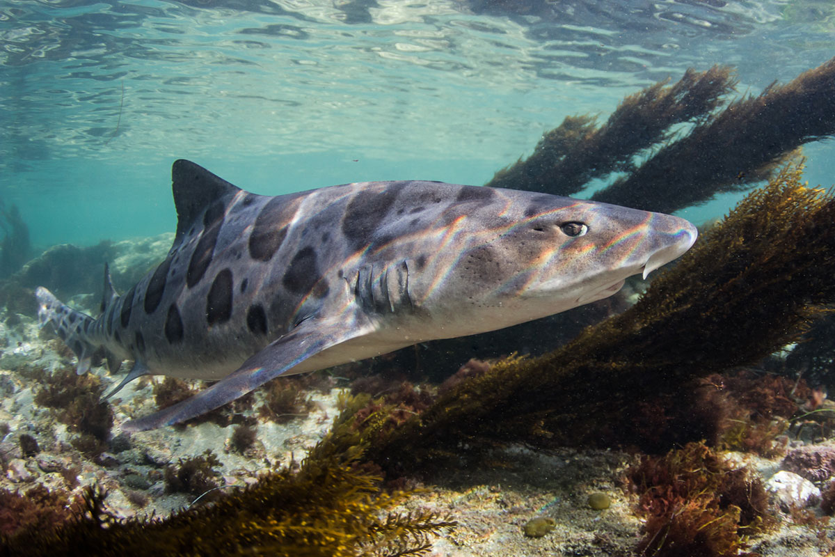 Tiburones leopardo nadando en aguas poco profundas