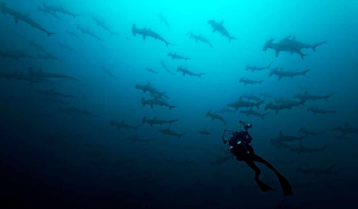 Tiburones martillo nadando sobre un buceador