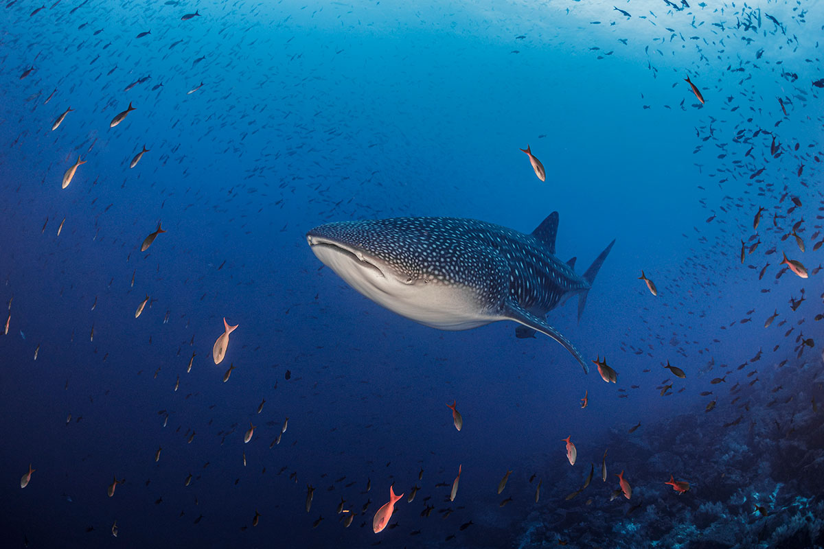 Tiburón ballena nadando en mar abierto