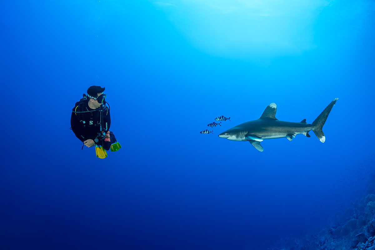 Buceador observando un tiburón oceánico de puntas blancas