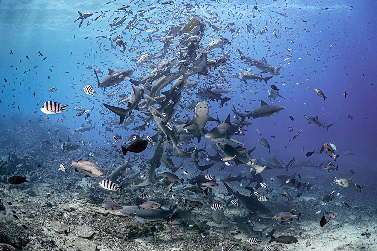 Inmersión con tiburones en la laguna Beqa