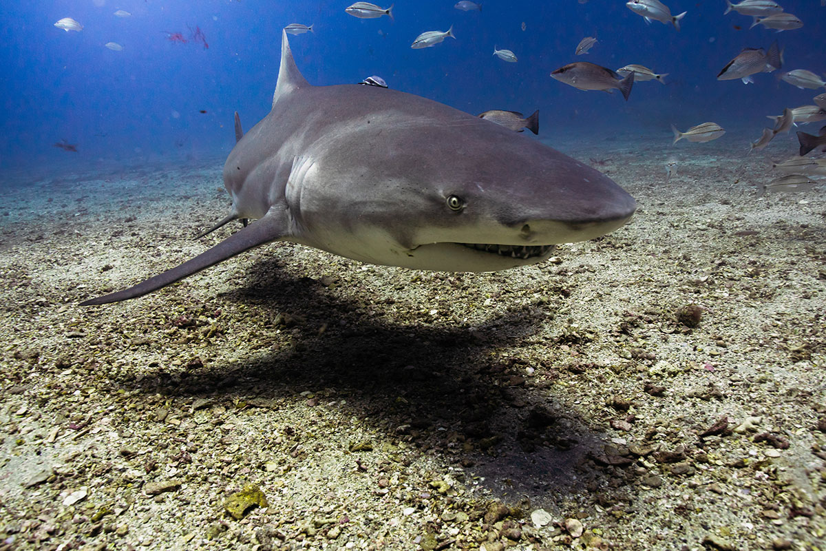 Tiburón limón nadando sobre el fondo marino